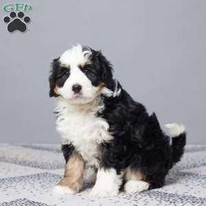 Muffin, Mini Bernedoodle Puppy